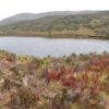Parque Nacional Cotopaxi laguna de Cajas - Imagen 3