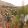 Parque Nacional Cotopaxi laguna de Cajas - Imagen 5