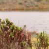 Parque Nacional Cotopaxi laguna de Cajas - Imagen 8